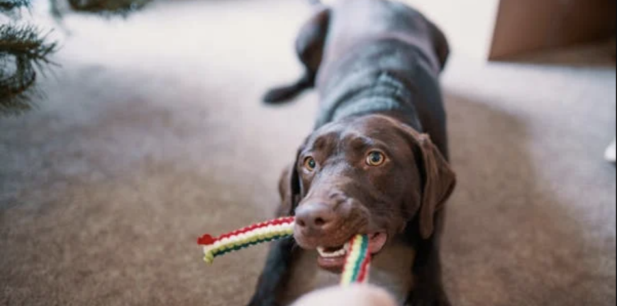 Top 6 Dog Toys to Enhance Your Pet's Playtime